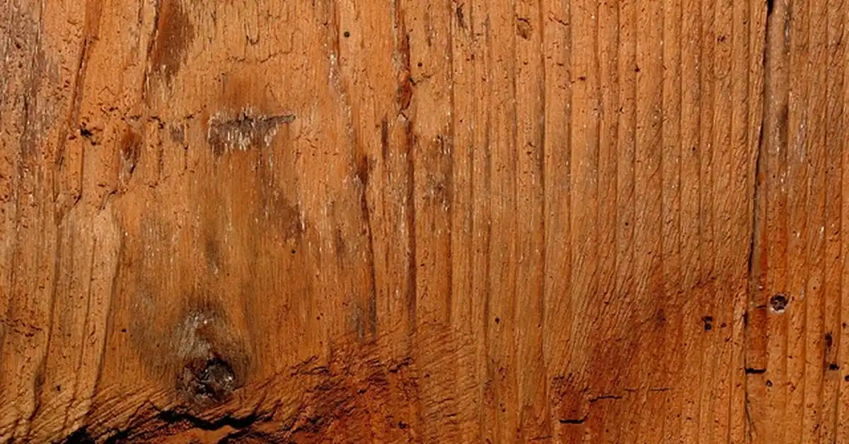 Close-up of natural wood grain texture