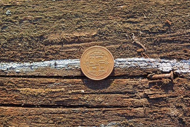 Coin resting on natural wood grain surface for coin inlay woodworking project