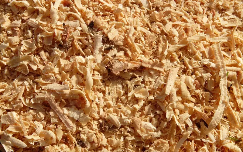 close-up of fresh sawdust and wood shavings released while cutting a board close-up of fresh sawdust and wood shavings released while cutting a board