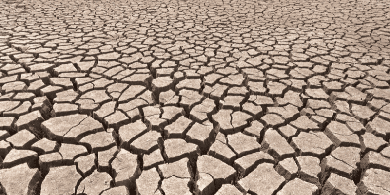 how to dry wood slabs without cracking