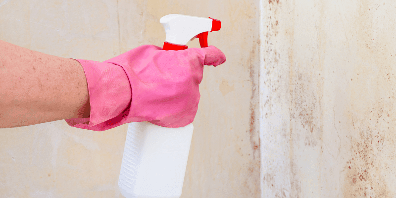 How to kill mold on wood