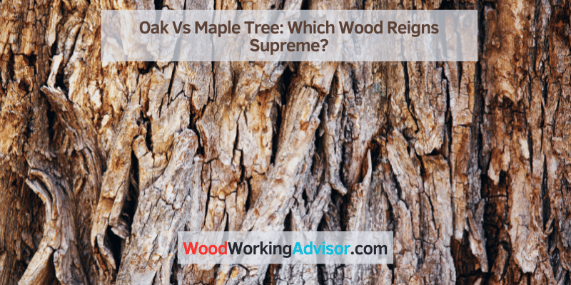 Oak Vs Maple Tree