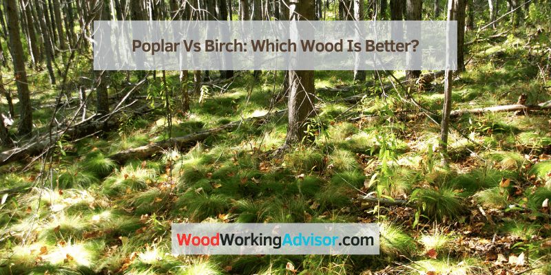 Poplar Vs Birch