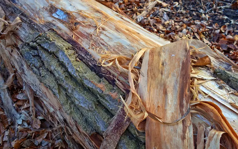bark stripped away from a log surface, exposing the lighter wood underneath