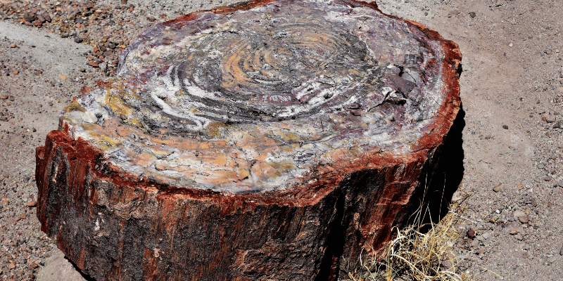 Is Petrified Wood Heavy