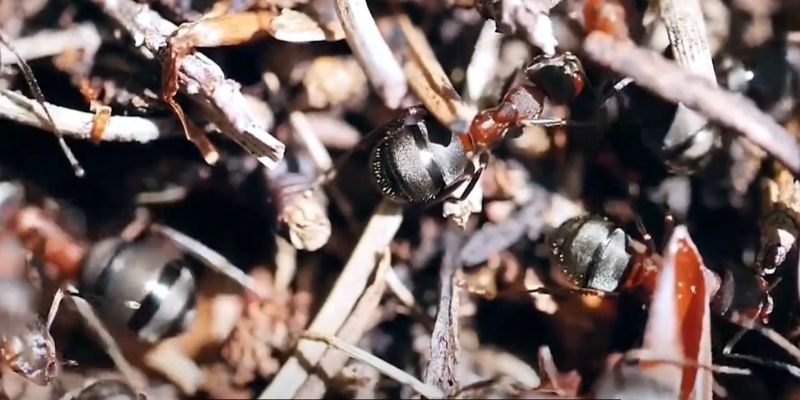 What Do Carpenter Ants Look Like