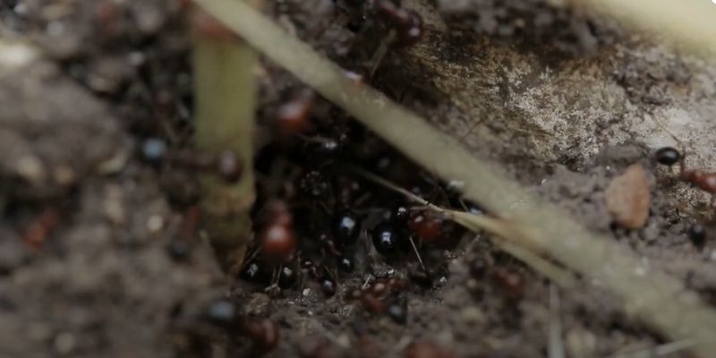 What Do Carpenter Ants Look Like