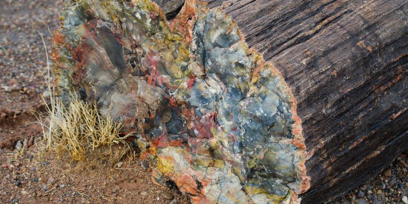 What Does Petrified Wood Look Like