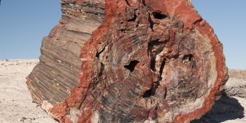What Does Petrified Wood Look Like