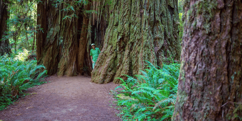 White Cedar Vs Red Cedar