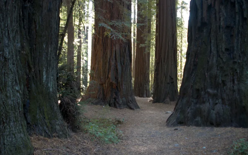 Coast redwood tree trunks beside a forest trail Coast redwood tree trunks beside a forest trail