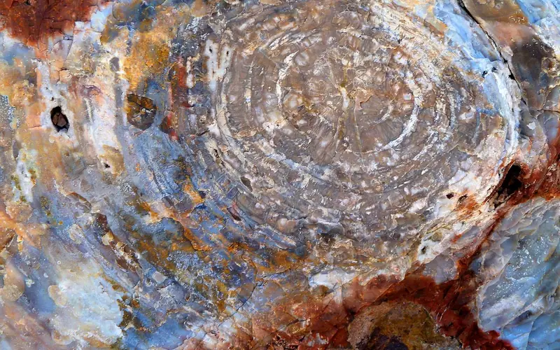 Cross-section of a colorful petrified wood specimen showing rings of blue, gray, and rust mineral banding Cross-section of a colorful petrified wood specimen showing rings of blue, gray, and rust mineral banding
