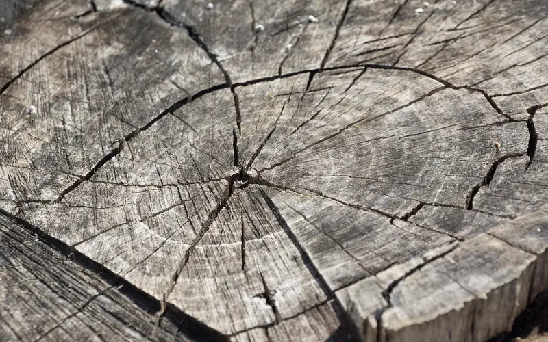 Cracked, drying log stump showing surface checking from moisture loss