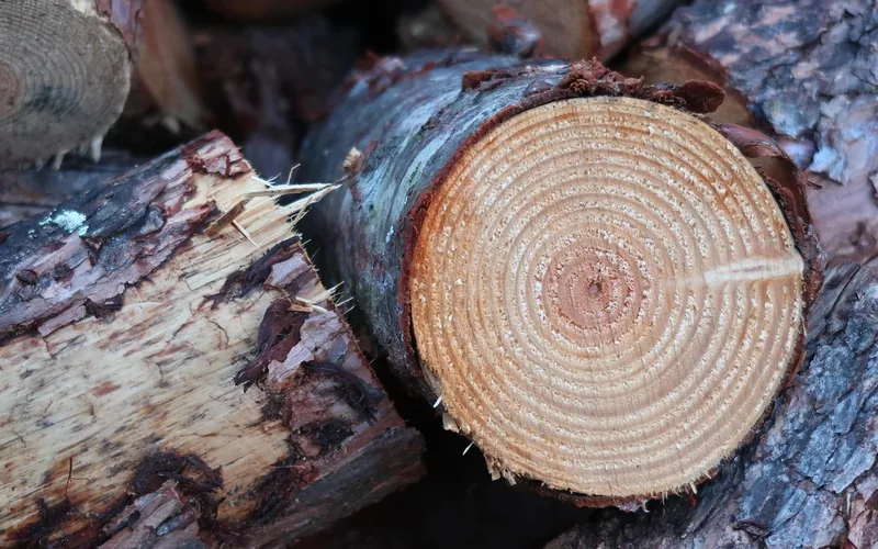 Freshly cut logs with bark still attached, stacked outdoors
