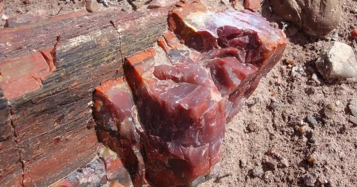 Petrified wood log embedded in the reddish desert soil of a national park landscape