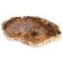 Irregular natural petrified wood slab slice specimen