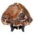Natural polished petrified wood slab with wooden display stand