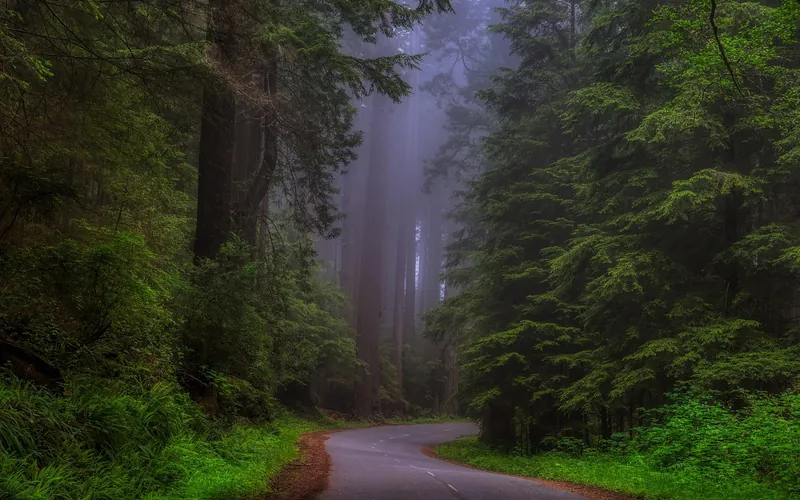 Misty redwood forest with a road winding through tall trees Misty redwood forest with a road winding through tall trees