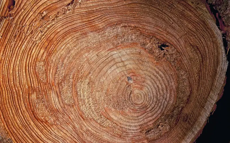 Wood slice cross section showing bark, annual rings and the cambium layer between bark and wood