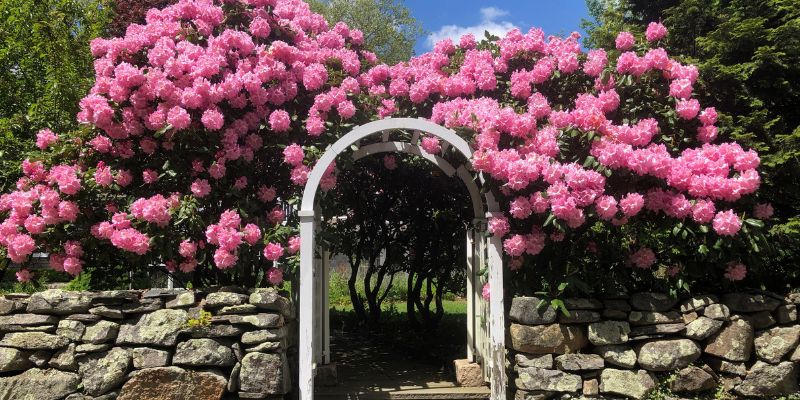 Discover The Enchanting Hue of Cherry Wood