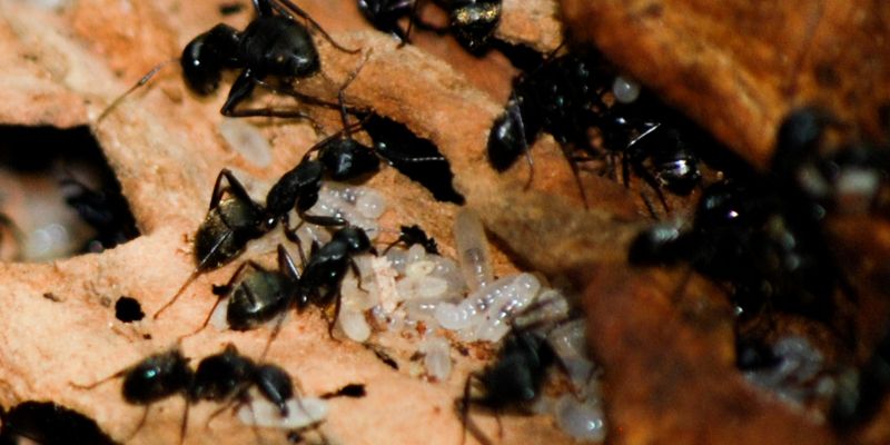 Do Carpenter Ants Eat Wood