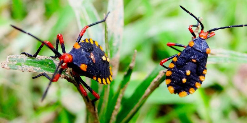Does Cedar Repel Bugs