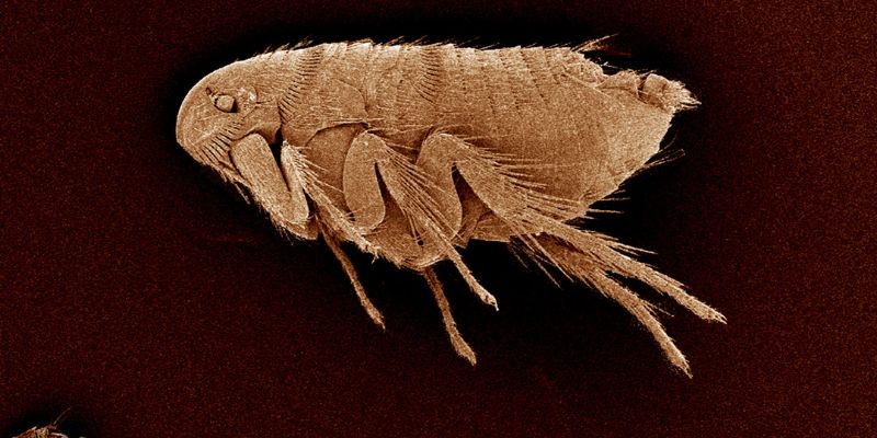 How to Banish Fleas and Protect Your Hardwood Floors