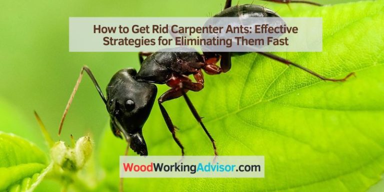 How to Get Rid Carpenter Ants