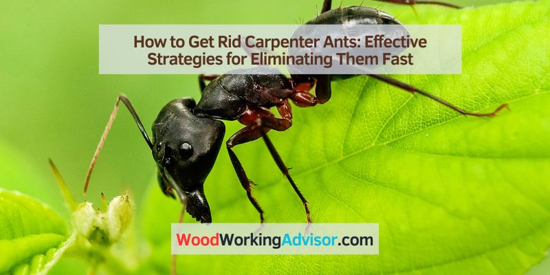 How to Get Rid Carpenter Ants