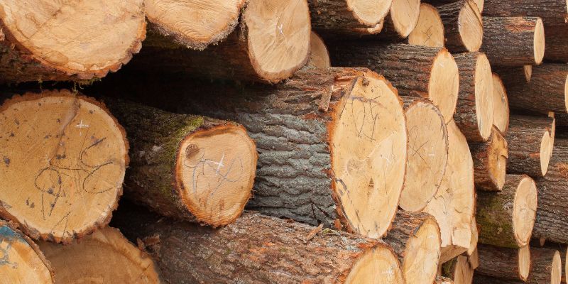 How to Tell If Wood is Dry Enough for Woodworking