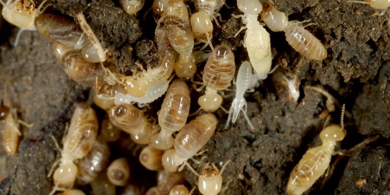 What Do Termites Look Like