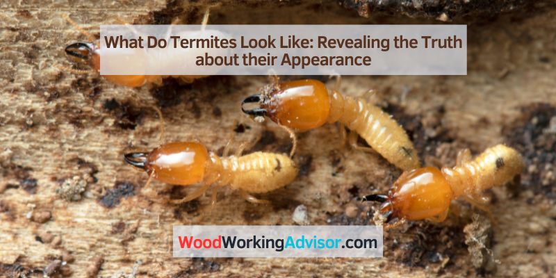 What Do Termites Look Like