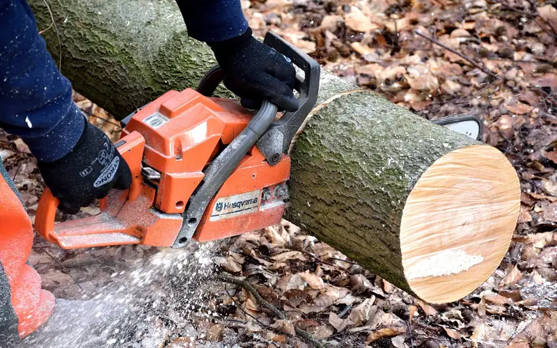 chainsaw cutting through a large hardwood log in the field chainsaw cutting through a large hardwood log in the field