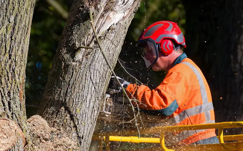 chainsaw operator wearing protective gear cutting a log outdoors chainsaw operator wearing protective gear cutting a log outdoors