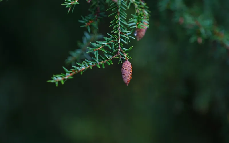 Eastern hemlock forest facing woolly adelgid pest pressure Eastern hemlock trees in a forest, the species threatened by hemlock woolly adelgid