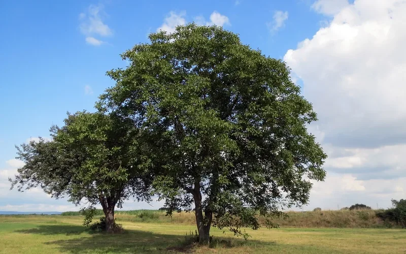 English walnut tree, Juglans regia English walnut tree, Juglans regia, standing in an open field