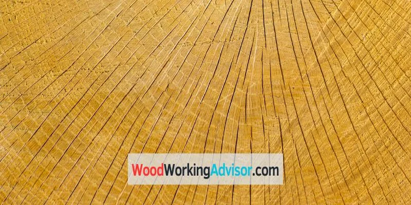 Quarter sawn oak end grain close-up