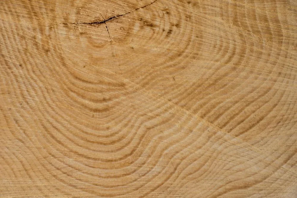 End grain of a light golden-brown hardwood showing growth rings