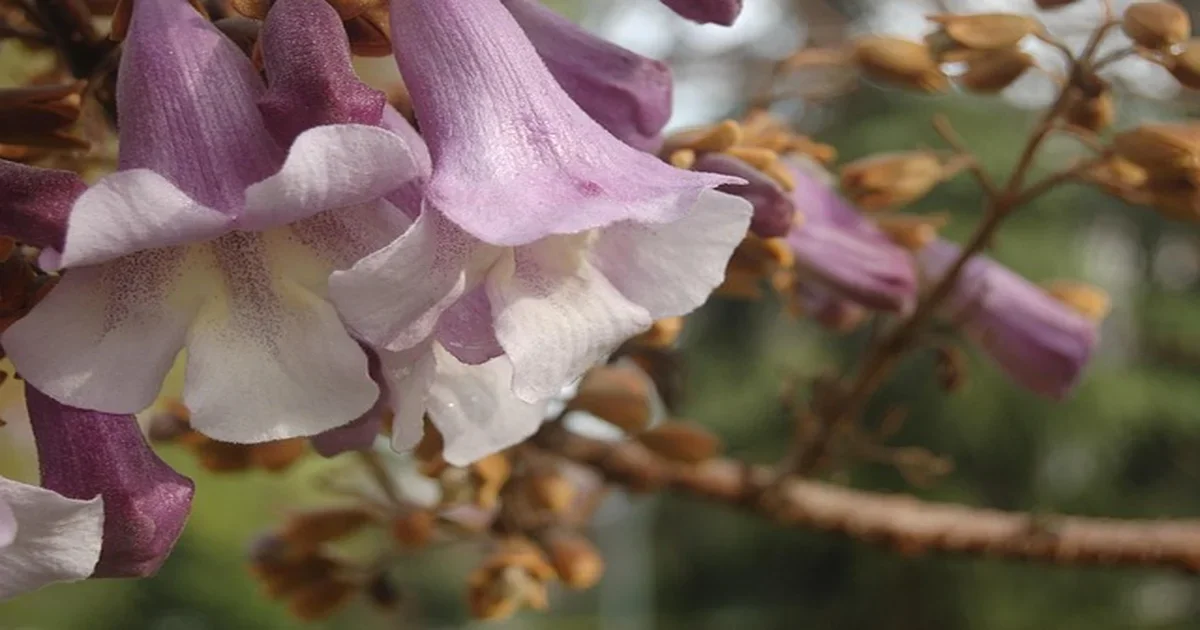 Paulownia tomentosa (princess tree) in bloom, the fast-growing source tree for paulownia wood