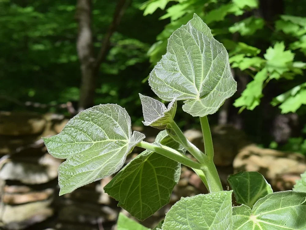 Close-up of large heart-shaped paulownia tree leaves, one of the fastest-growing hardwood species