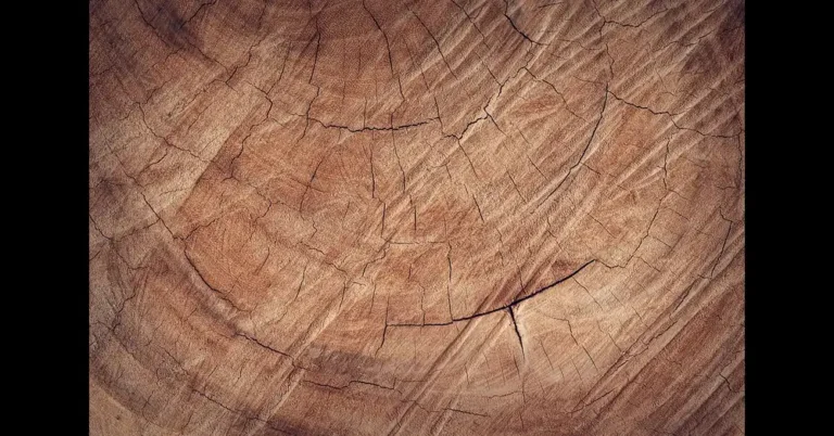 Cross section of a sawn log showing growth rings and radial cracks