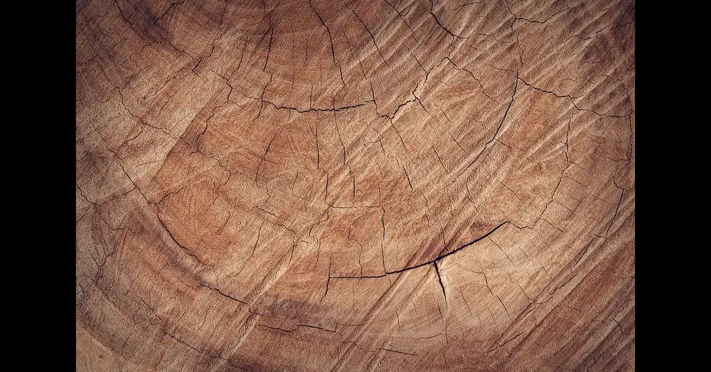 Cross section of a sawn log showing growth rings and radial cracks
