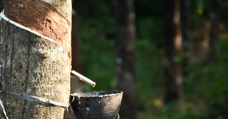 Rubber tree trunk with a tapping cut and cup collecting latex sap