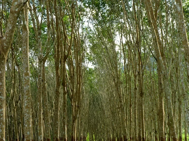 Rows of rubber trees in a plantation, the source of rubberwood lumber