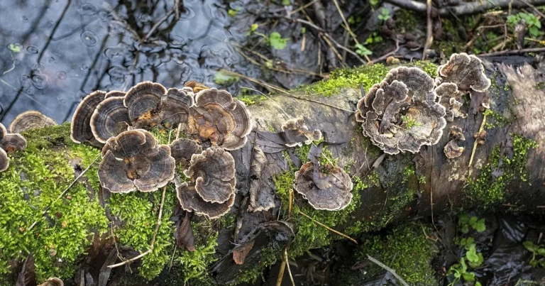 Turkey tail fungi growing on a mossy decaying hardwood log, the kind of white rot fungus behind spalting