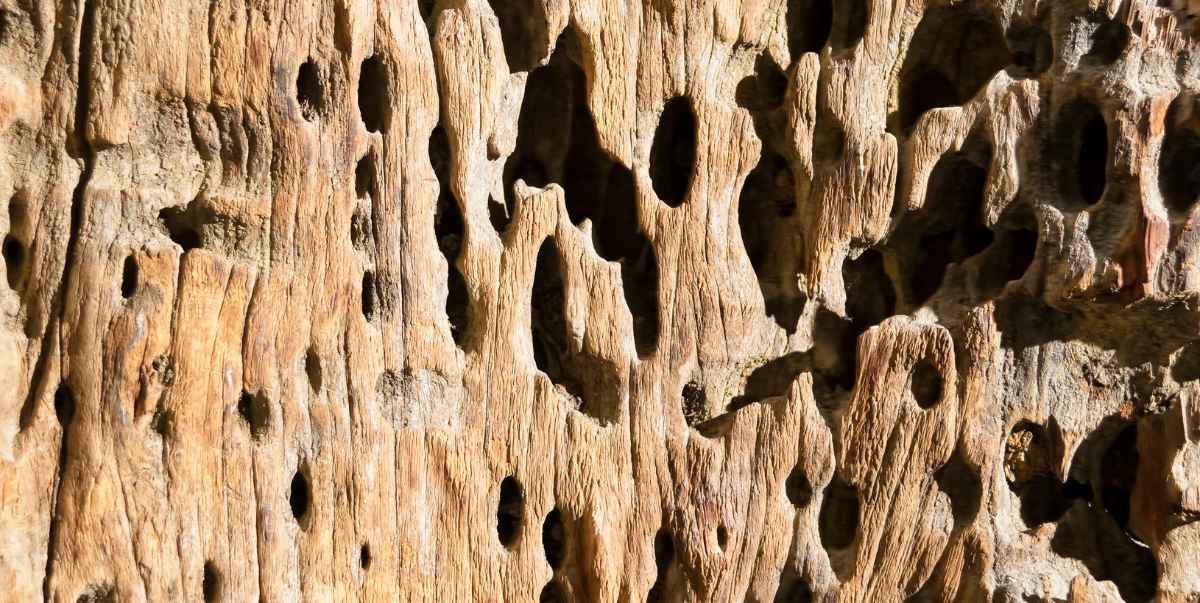 How Long Does Pressure Treated Wood Last