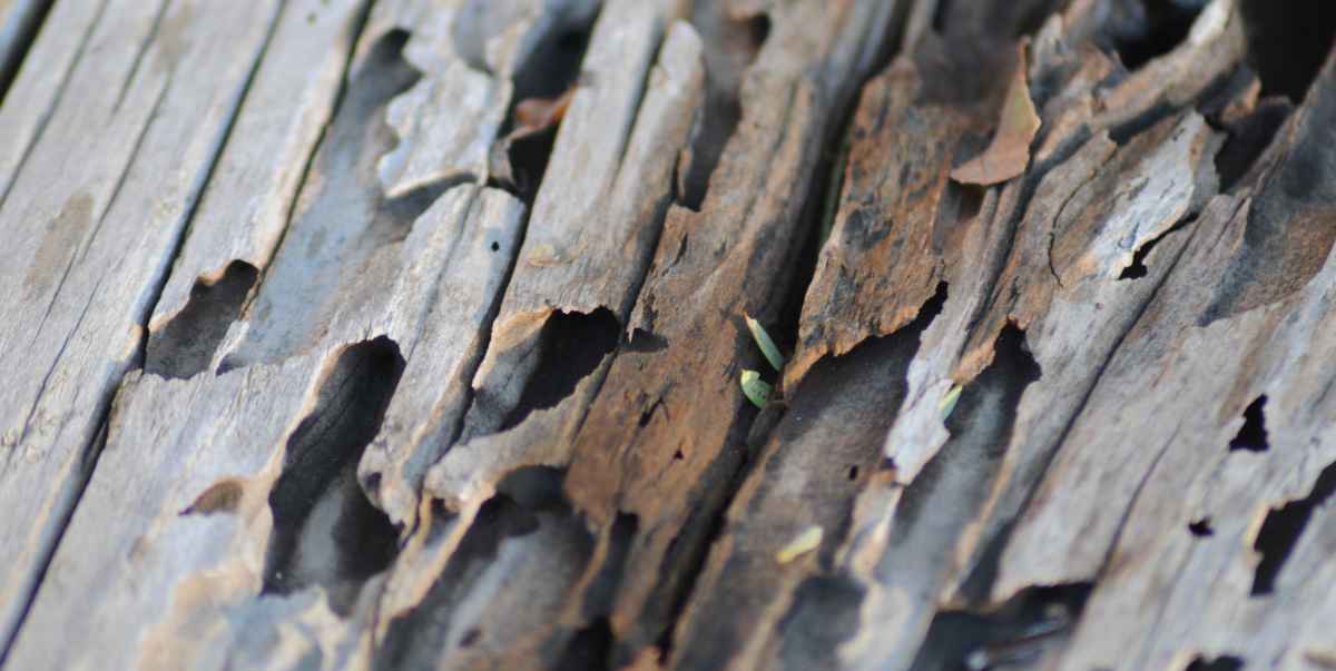 How Long Does Pressure Treated Wood Last