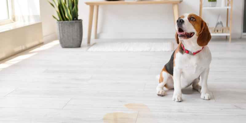 How to Eliminate Dog Urine Stain from Hardwood Floor