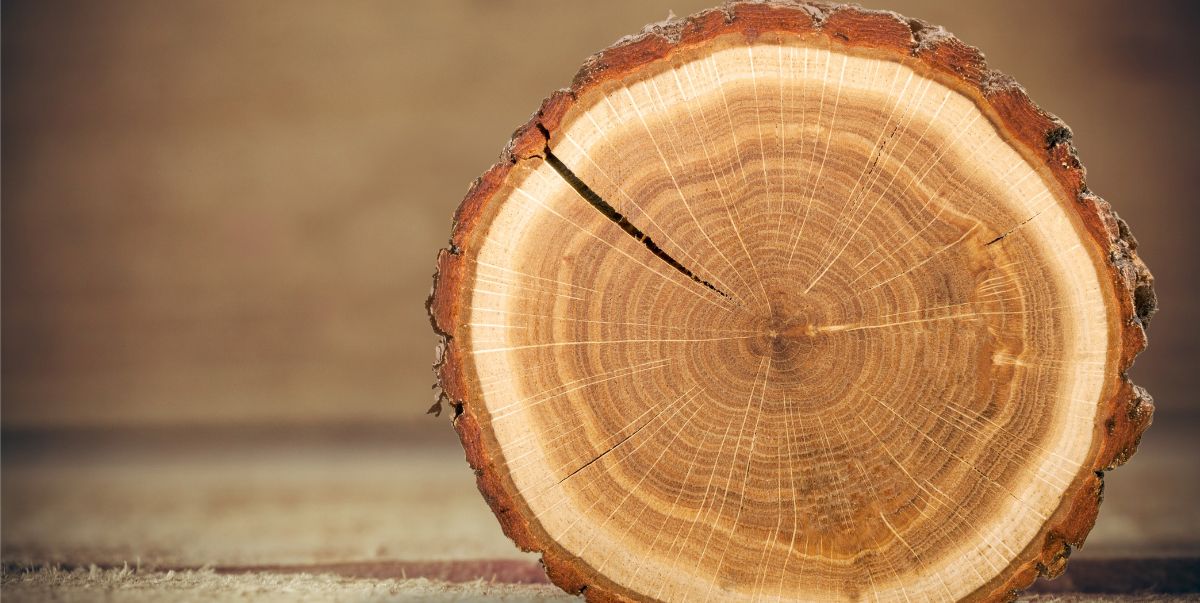 How to keep Bark on Wood Projects