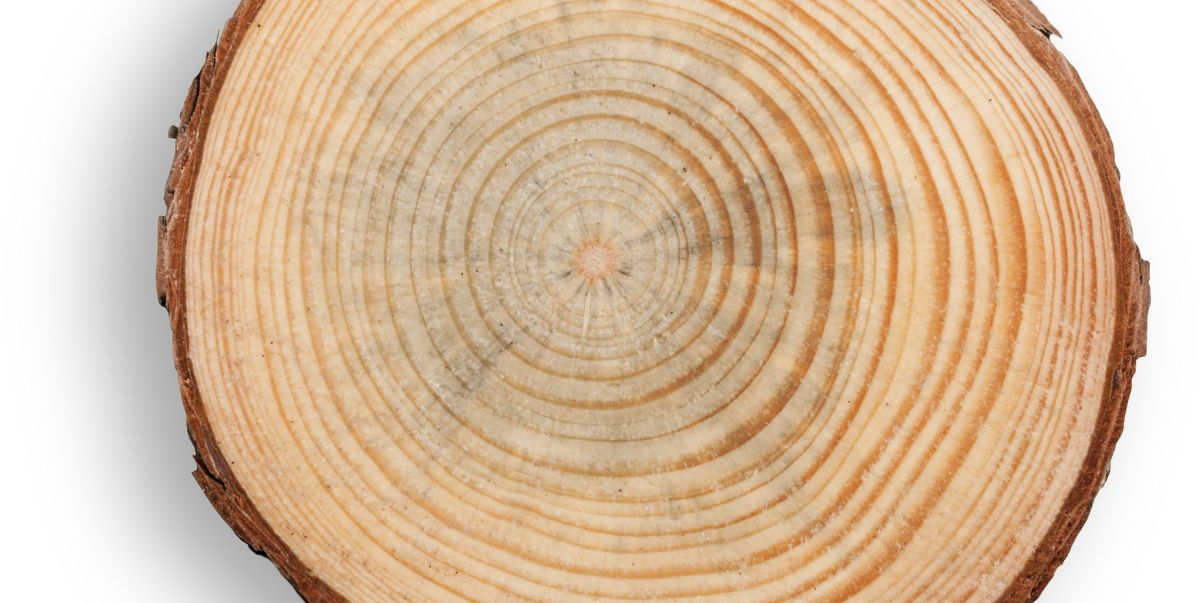 How to keep Bark on Wood Projects